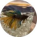 Cora Blaine Noble Avatar